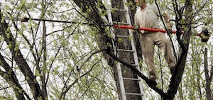 Mann beschneidet Baum mit einem Elektro Hochentaster