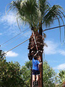 Mann entfernt abgestorbene Palmenblätter mit elektrischem Hochentaster